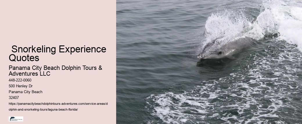 Dolphin And Snorkel Tours Near Me