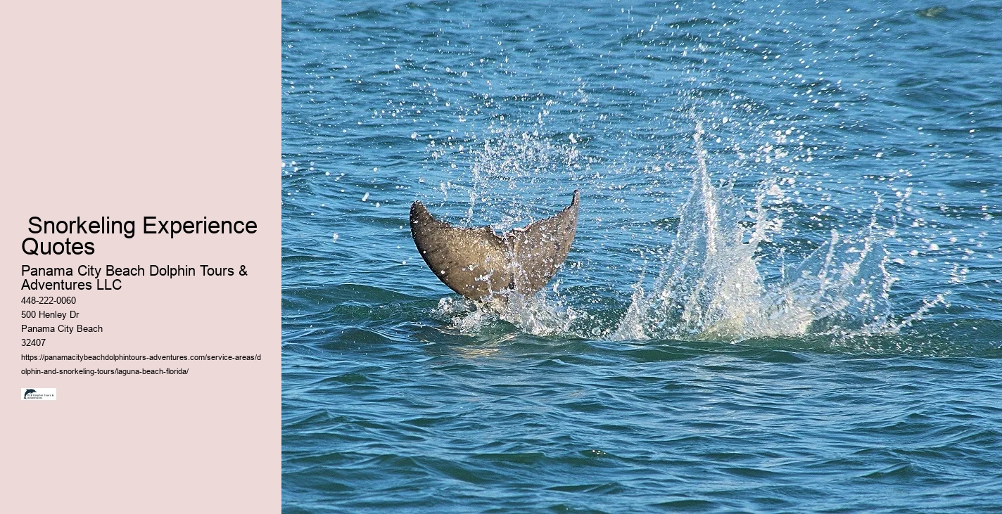 Sunset Dolphin Tours Near Me