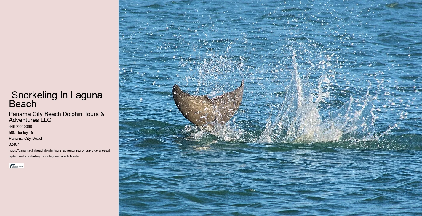 Do dolphins like to swim with you