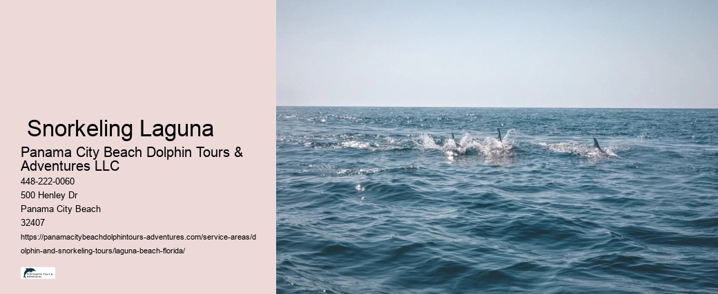 Dolphin And Snorkel Tours Near Me