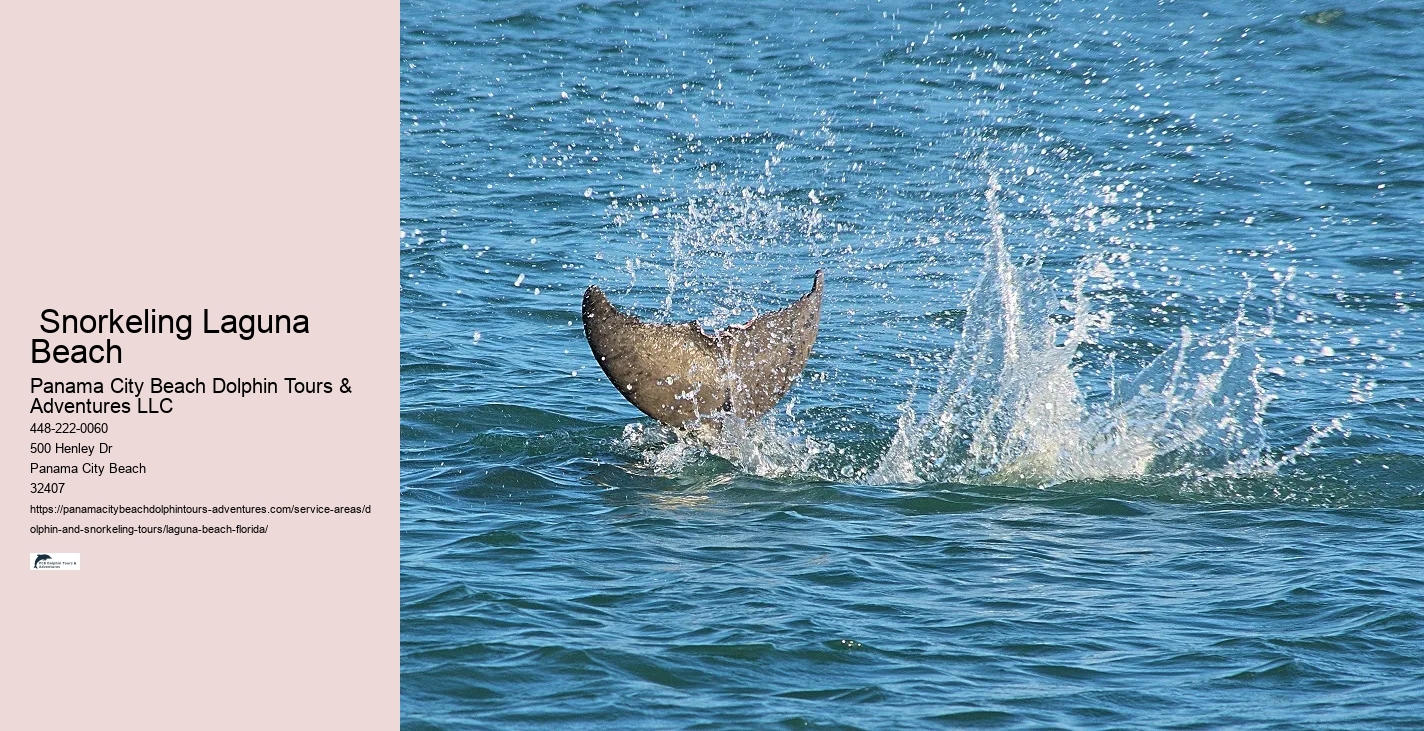 Dolphin-watching