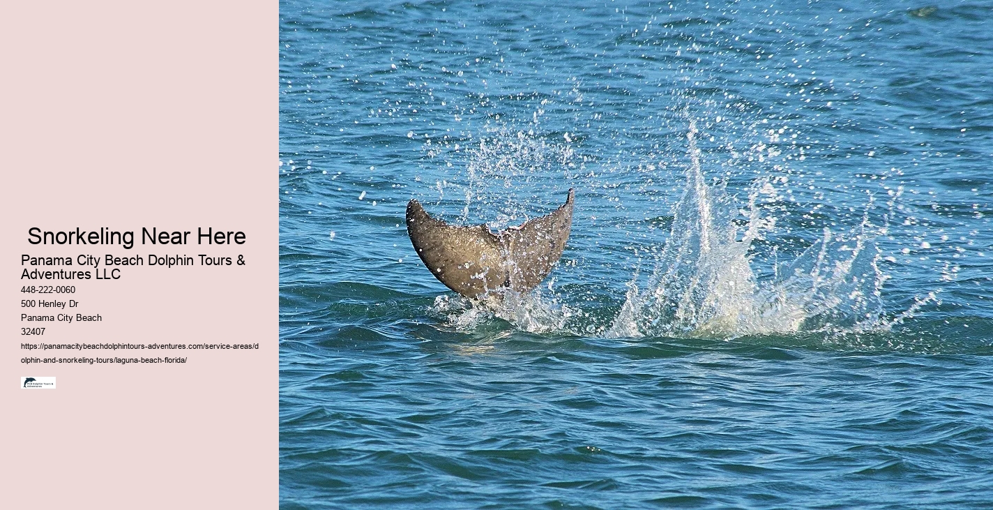 Dolphin And