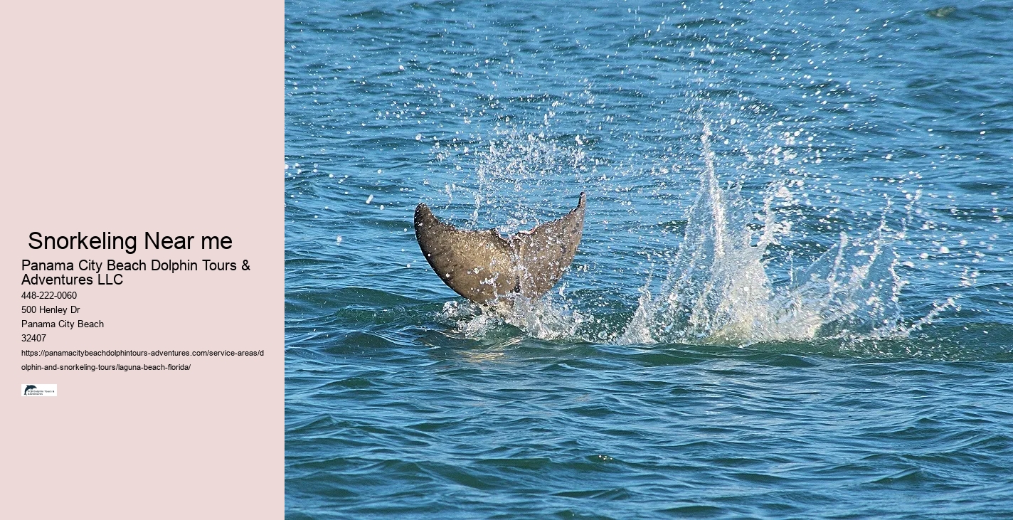 What to do if a dolphin is stranded on a beach