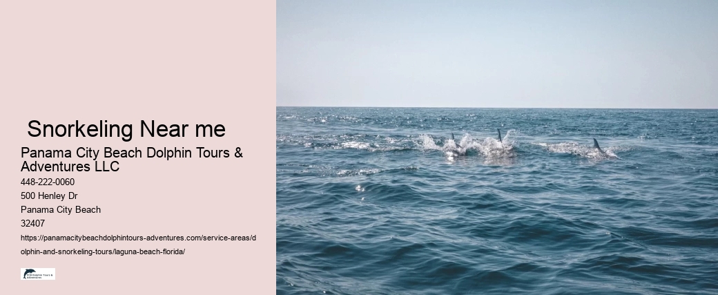What should you not do while swimming with dolphins