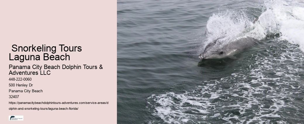 Bottle Nose Dolphin
