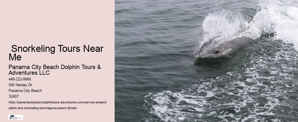 Best Dolphin Tours Panama City Beach