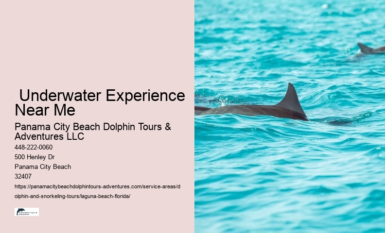 Dolphin And Snorkel Tours