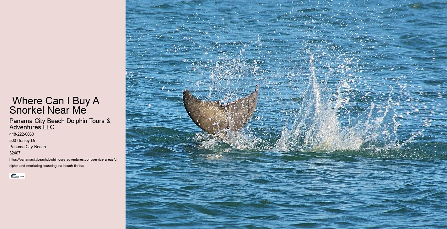 How do you spot dolphins on the beach