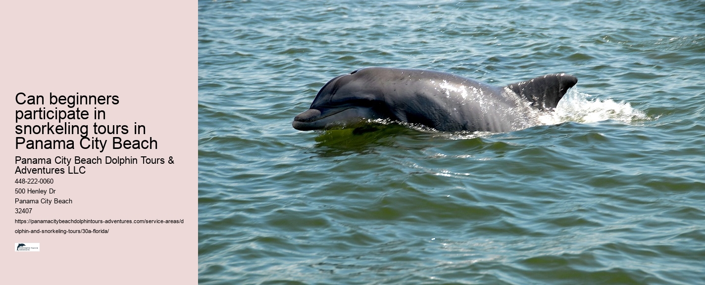 Dolphin Swim Tour