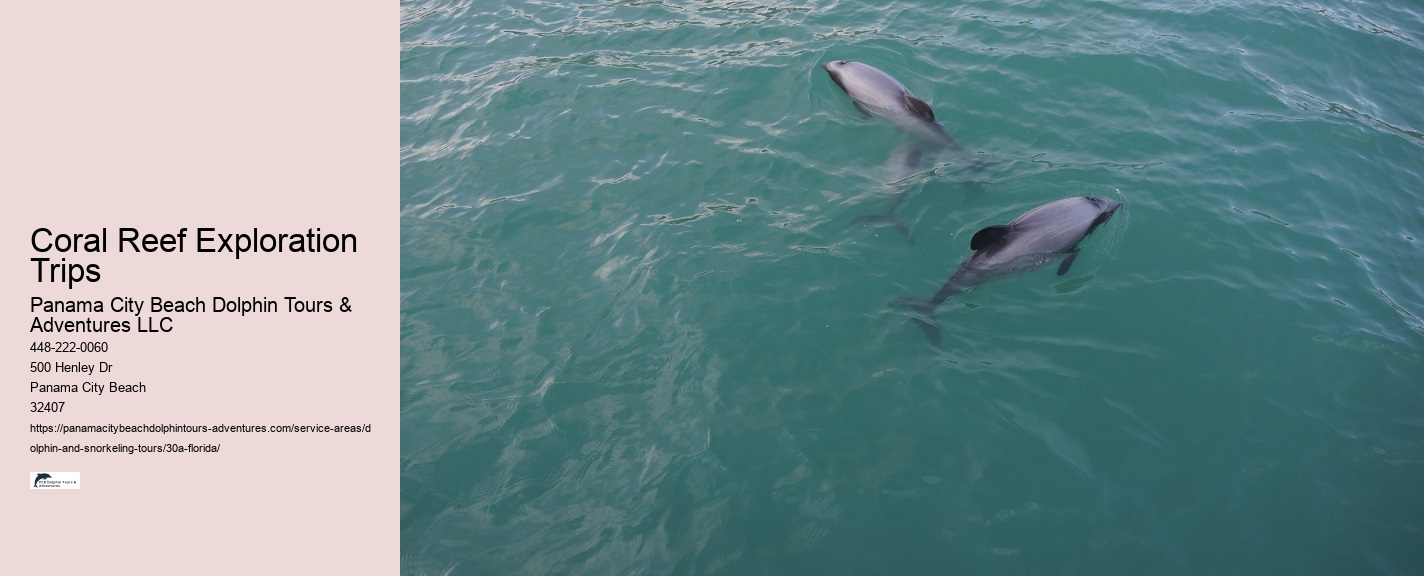 Family Package Dolphin Tours