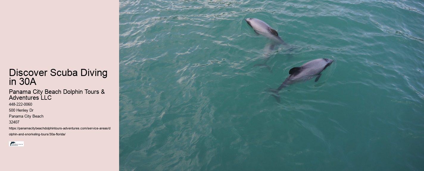 Is it better to see dolphins in the morning or afternoon