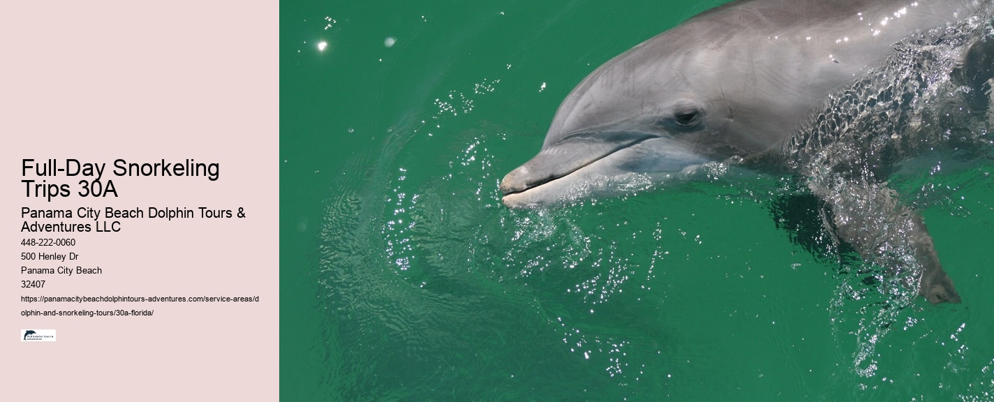 Dolphin and