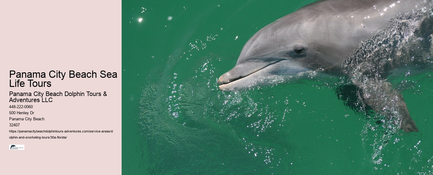 Dolphin Watching Excursions 30A