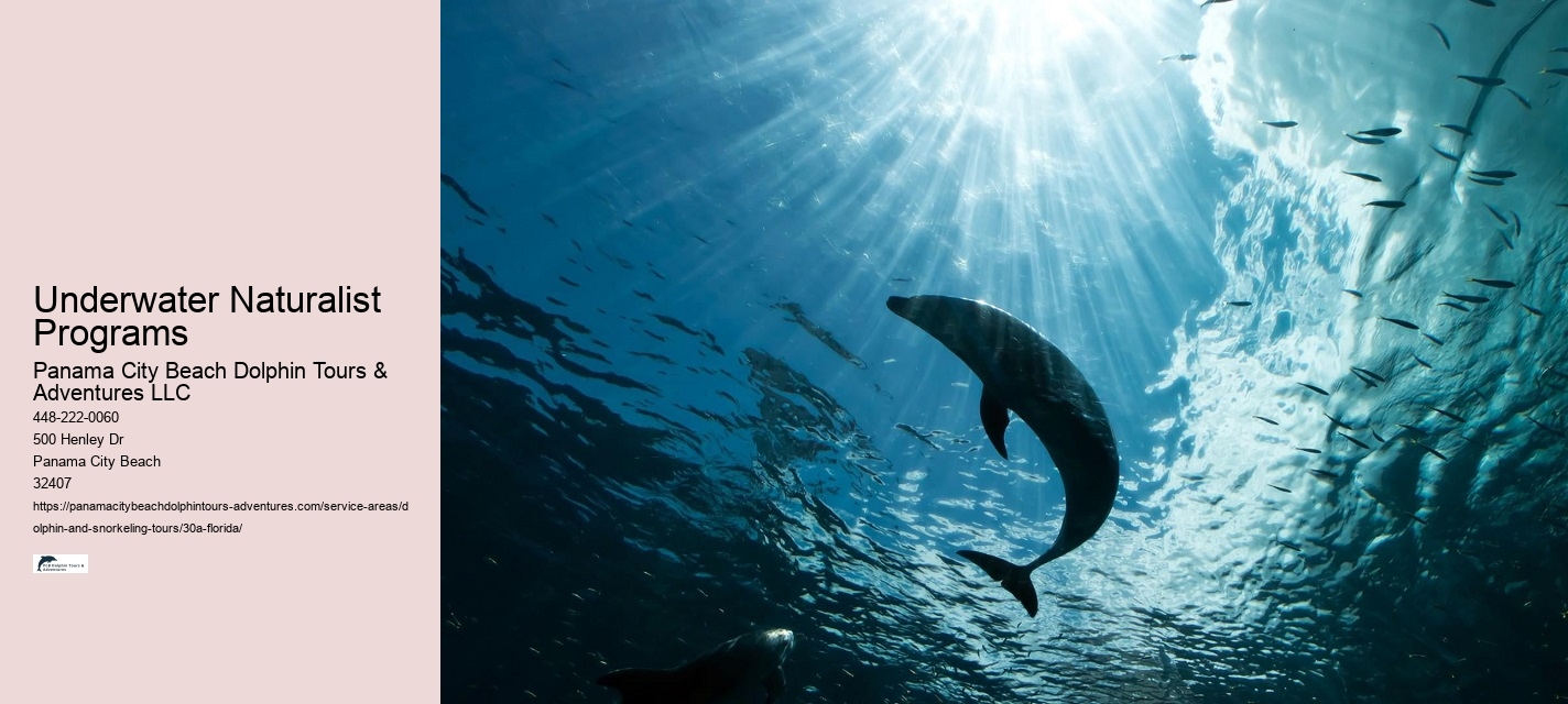 Dolphin Tours Panama City