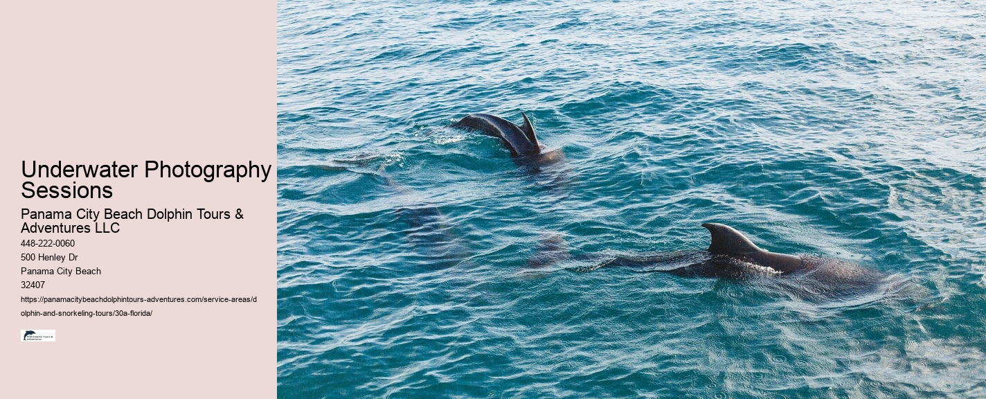 Where To Watch A Dolphin Tale