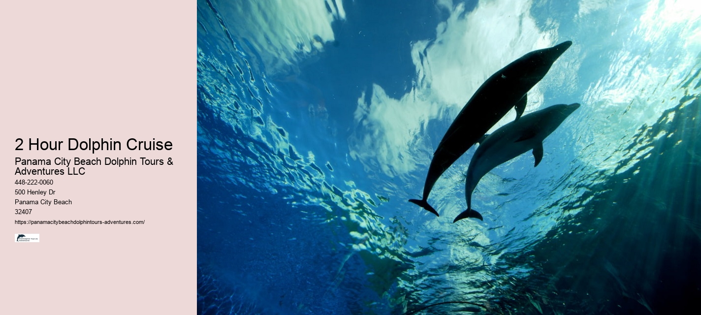 Dolphin And Snorkeling