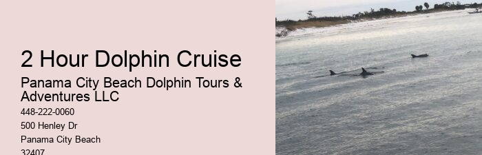 Tips And Advice For Swimming With Dolphins