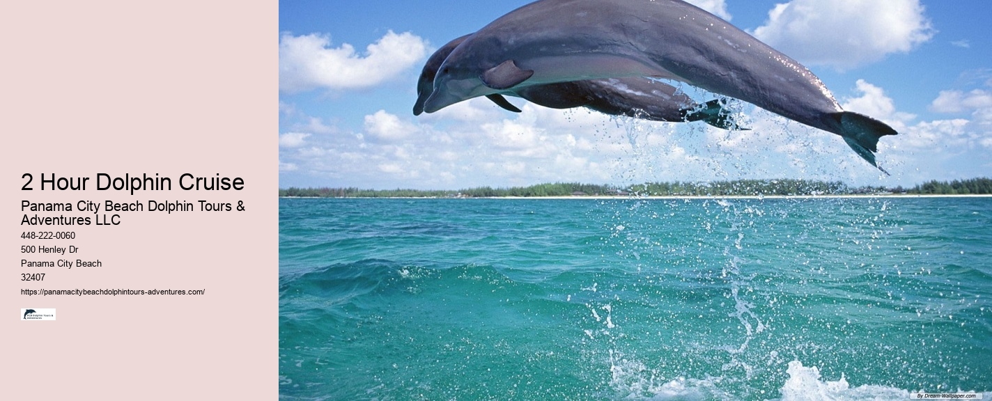 Split Half-day Dolphin And Snorkeling Tours