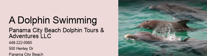 Elite Dolphin Interaction and Snorkeling Tours
