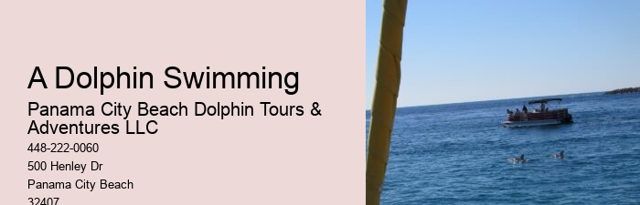 Panama City Beach Dolphin Tours and Adventures Review