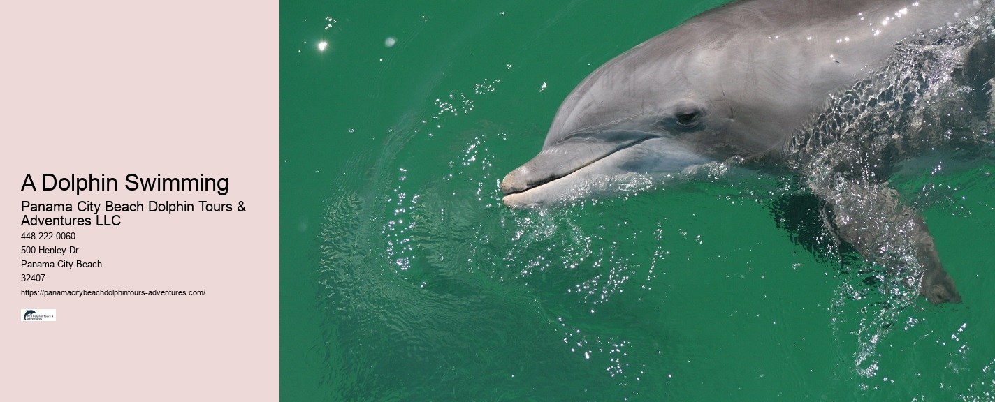 Where Can I See Wild Dolphins In Panama City Beach