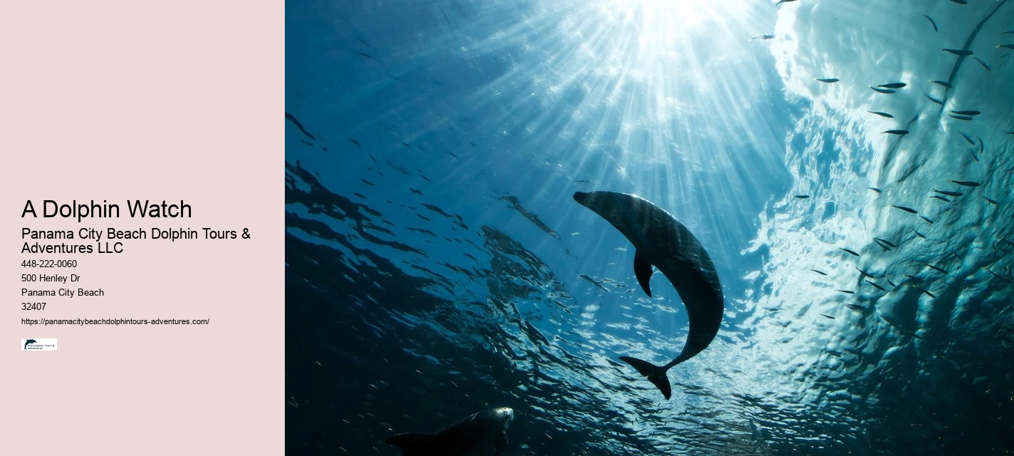 What Do You Wear To A Dolphin Encounter