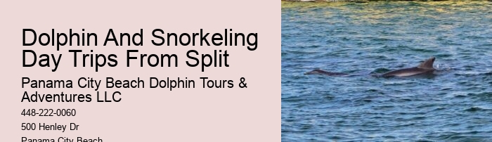 Dolphin Snorkeling Tours