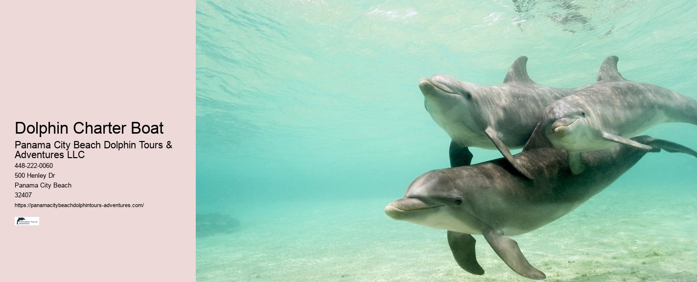 Individual Dolphin Swim and Snorkeling Tours