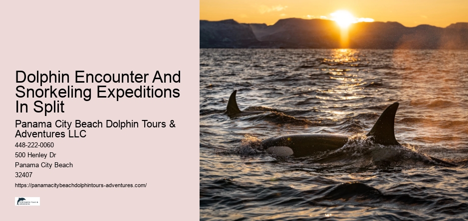 Dolphin Encounter And Snorkeling Expeditions In Split