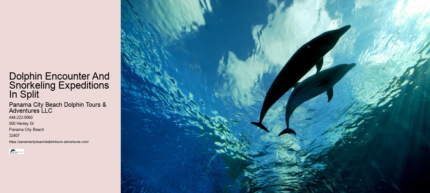 2 Hours Private Dolphin Tour
