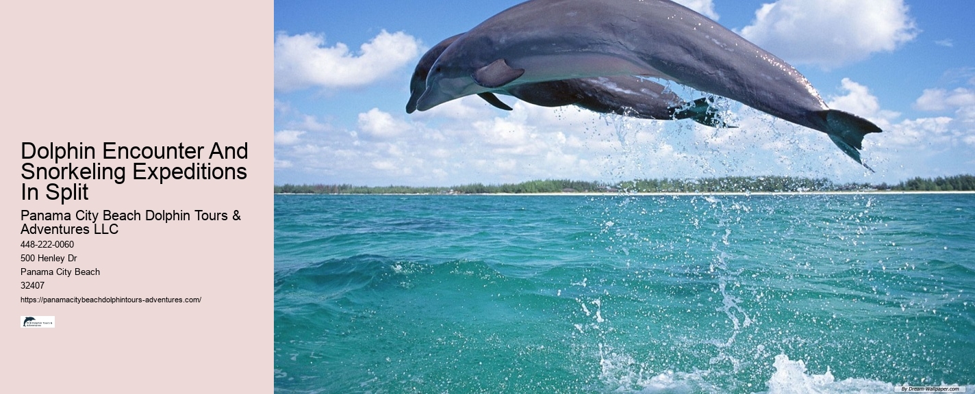 What To Know Before Swimming With Dolphins