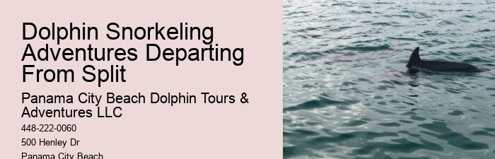 Get Started With Your Dolphin