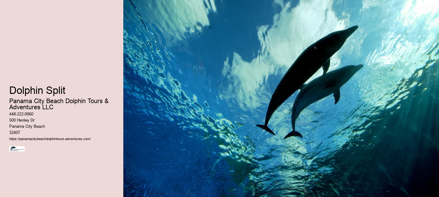 Panama City Beach wildlife tours including dolphins