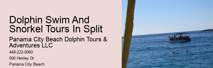 5 Things You Should Know Before Swimming With Dolphins In Cancun