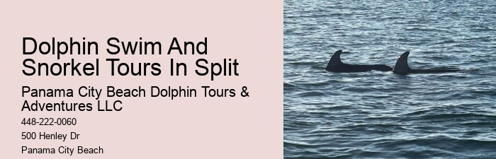 Exclusive Dolphin Discovery and Snorkeling Trips