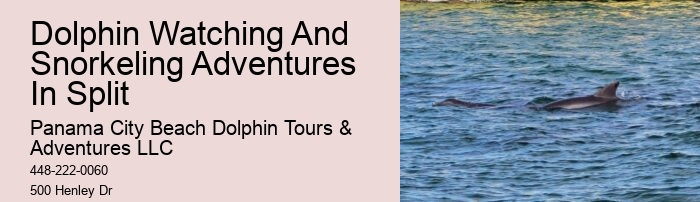 What Should You Know Before Swimming With Dolphins