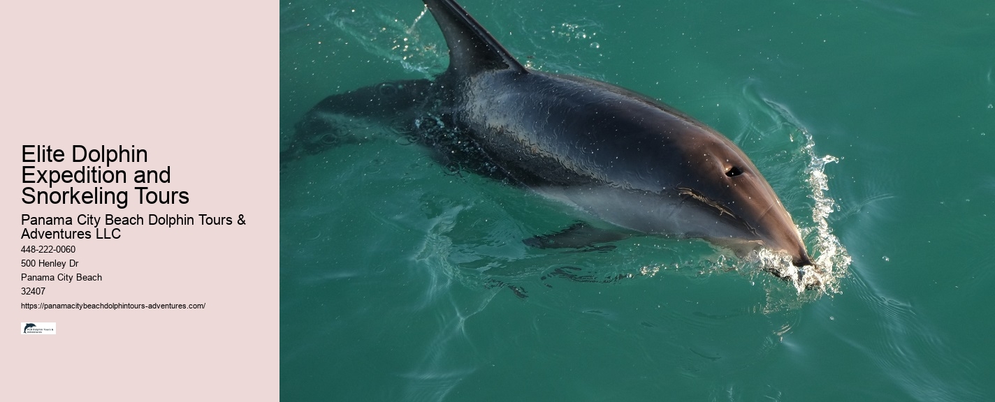 Panama City Beach Shell Island Dolphin Tour