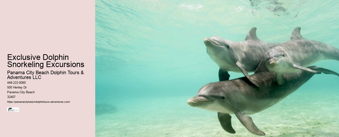 Panama City Beach Dolphin Tours and Adventures Panama City Beach Fl
