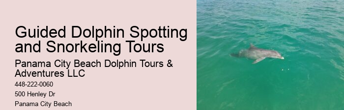 VIP Dolphin Discovery and Snorkeling Tours