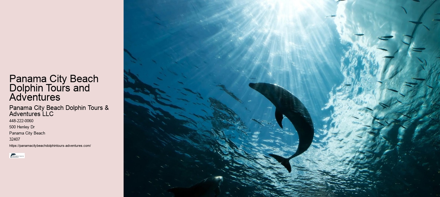 Where Is The Best Place To See Dolphins In The World