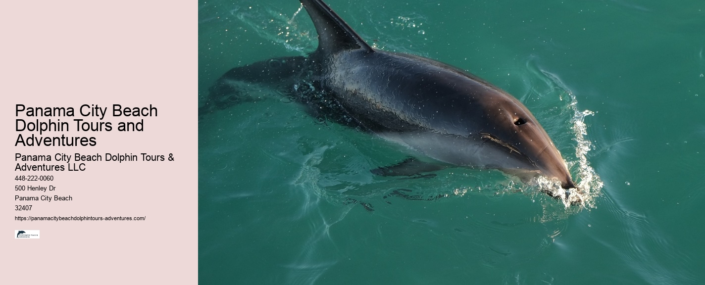 Dolphin Snorkeling Cruise