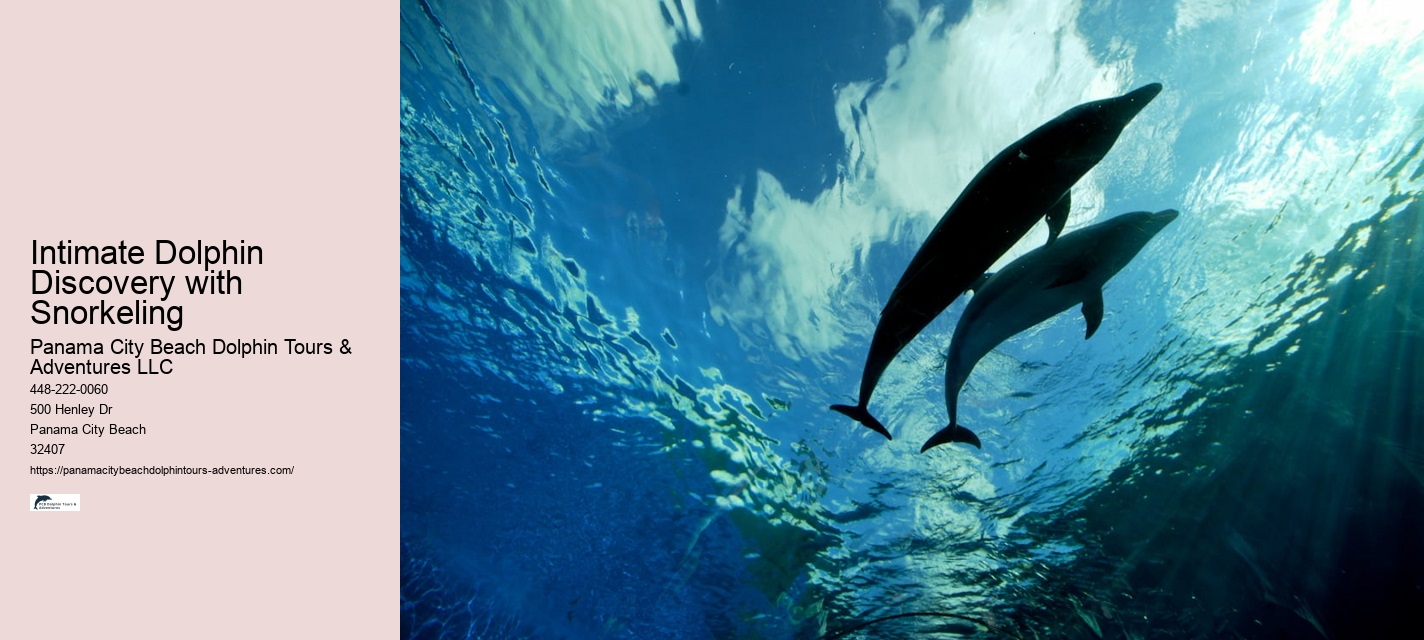Panama City Beach Dolphin Discovery Adventures