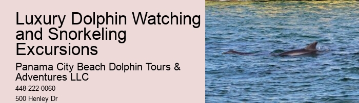 Secluded Dolphin Encounter and Snorkeling Experience