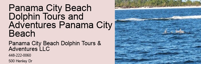 Are Dolphin Tours Safe For Dolphins