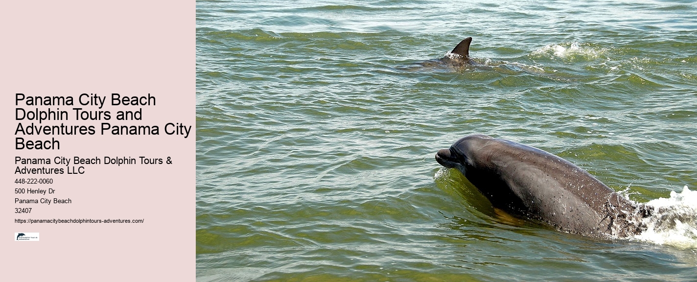 Dolphin Tours Tybee Island