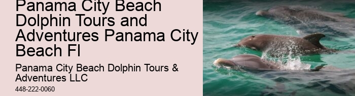 Dolphin Tours & Snorkeling Tours
