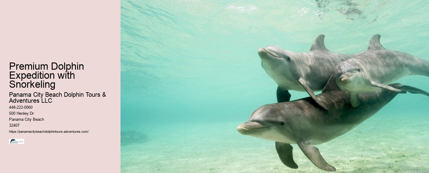 Dolphin Tours Panama City Beach Florida