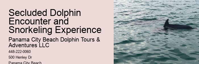 Split Exclusive Snorkeling And Dolphin Watching Charters