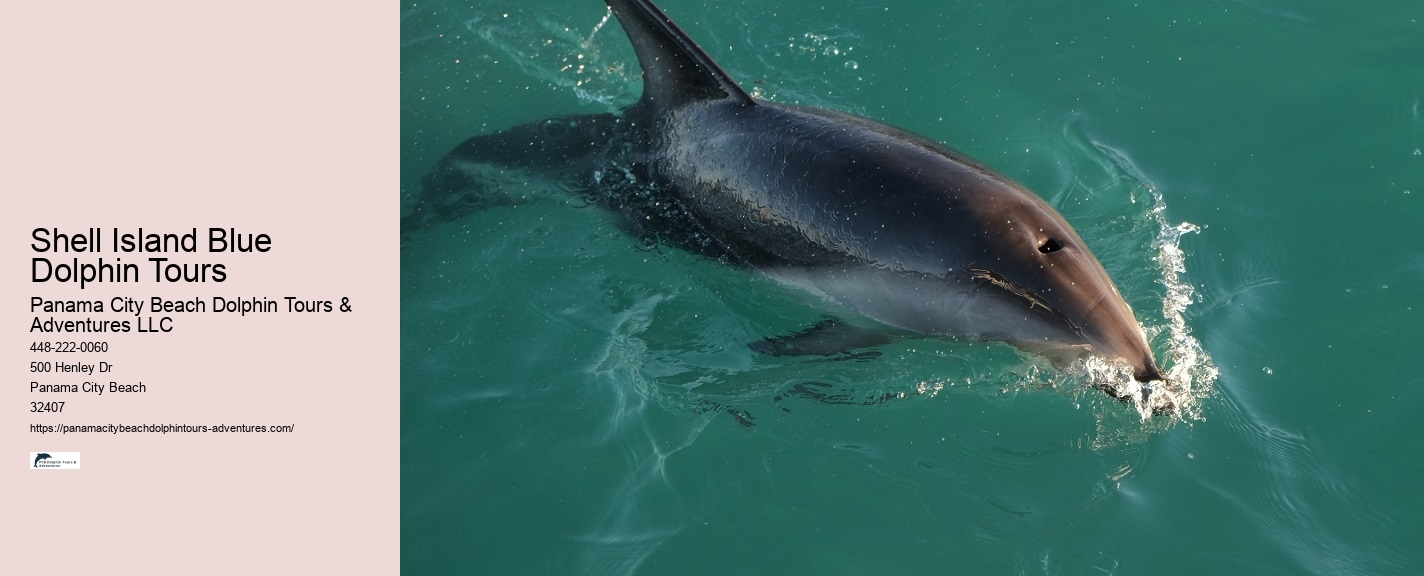 Panama City Beach eco-tours with dolphins
