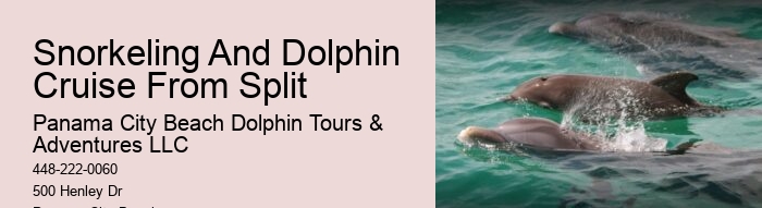 Elite Dolphin Expedition and Snorkeling Tours